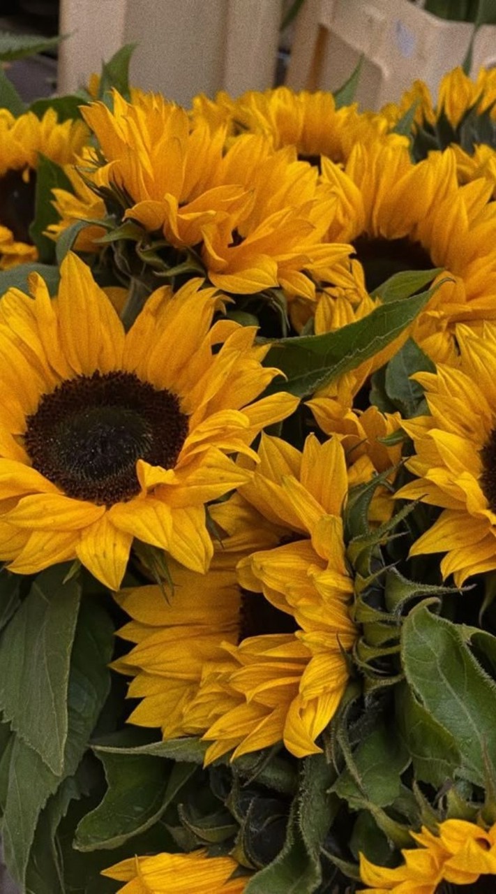 🌻