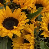 🌻