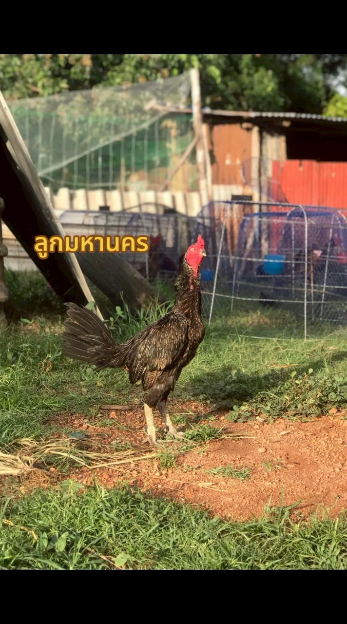 อุ้ม ไก่ชนสายเลือดแชมป์