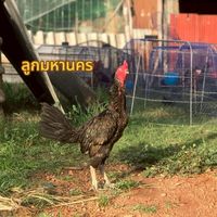 อุ้ม ไก่ชนสายเลือดแชมป์