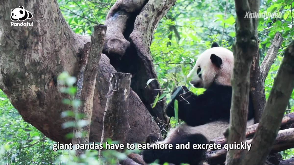 Why do giant pandas spend most of time eating and sleeping?| Pandaful Q