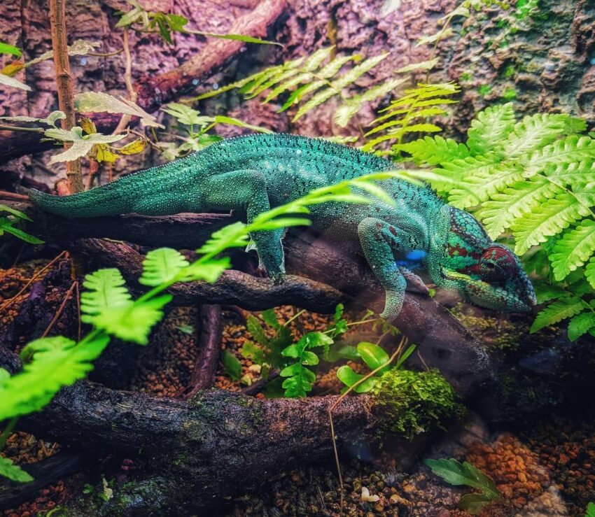 台北市,動物園,木柵動物園,臺北市立動物園,熊貓優惠,雙十八木,木柵,藝fun券店家,國旅券使用店家,台北市立動物園,台北動物園,新光證卷,動滋券使用店家,新光國小,貓熊,熊貓客服,農遊券使用店家,木柵美食,動物園門票,壽山動物園預約,企鵝英文,zoo,icash 2.0,2021動滋券使用店家,木柵動物園門票,國旅券使用店家查詢,台灣昆蟲館,熊貓優惠卷,熊貓客服電話,臺北市,taipei zoo,熊貓優惠券,藝fun券使用店家,動物英文,孟加拉貓,panda 優惠,壽山動物園門票,動滋券使用店家台中,動滋券店家,沙漠駱駝,伊貝特,台北木柵動物園,藝fun券使用店家查詢,7-11 啤酒,熊貓 優惠,新竹動物園門票,一木日,動物園營業時間,動滋券使用範圍,熊貓客服電話2022,台中動物園,國旅券官網,衛生棉 英文,2022動滋券使用店家,熊貓客服電話2021,台灣動物園,麥當勞營業時間,台北市動物園,熊猫,藝fun券買什麼,非洲小孩,實習生 英文,國旅券登記,新竹昆蟲館,木柵動物園營業時間,滿意寶寶集點,鴕鳥 英文,台北動物園門票,2021藝fun券店家,熊貓折扣,動滋券使用店家查詢,農遊券抽獎,藝fun券使用時間,熊貓關站,戀戀天湖,園遊會 英文,99峰動物園,昆蟲 英文,國旅券 餐券,夜間動物園,木柵動物園天氣即時影像,國旅券申請,螢火蟲 英文,教師節快樂英文,鸚鵡價格,生日優惠餐廳台北,禮拜一夜市,科工館門票,動物圖片,麥當勞 漲價,熊貓申請,投票幾點開始,7-11啤酒,壽星 英文,藝fun券餐廳,滿月圓門票,快樂鳥窩,動物園夜間,谷關天氣即時影像,國旅券吃飯,動滋券2021使用店家,國 旅券 使用 店家,麥當勞分享餐2022價格,sika,壽山動動園門票,打折 英文,國旅券使用限制,壽星優惠2022台北,10月,木柵動物園交通,木柵動物園停車場,木柵動物園停車,木柵動物園門票,木柵動物園營業時間,貓熊,無尾熊,企鵝,馬來貘,獅子,老虎,黑熊,長頸鹿,斑馬,鴕鳥,動物園地圖,木柵動物園地圖,臺北市立動物園地圖,台北市立動物園地圖,台北動物園地圖,木柵動物園 爬蟲館