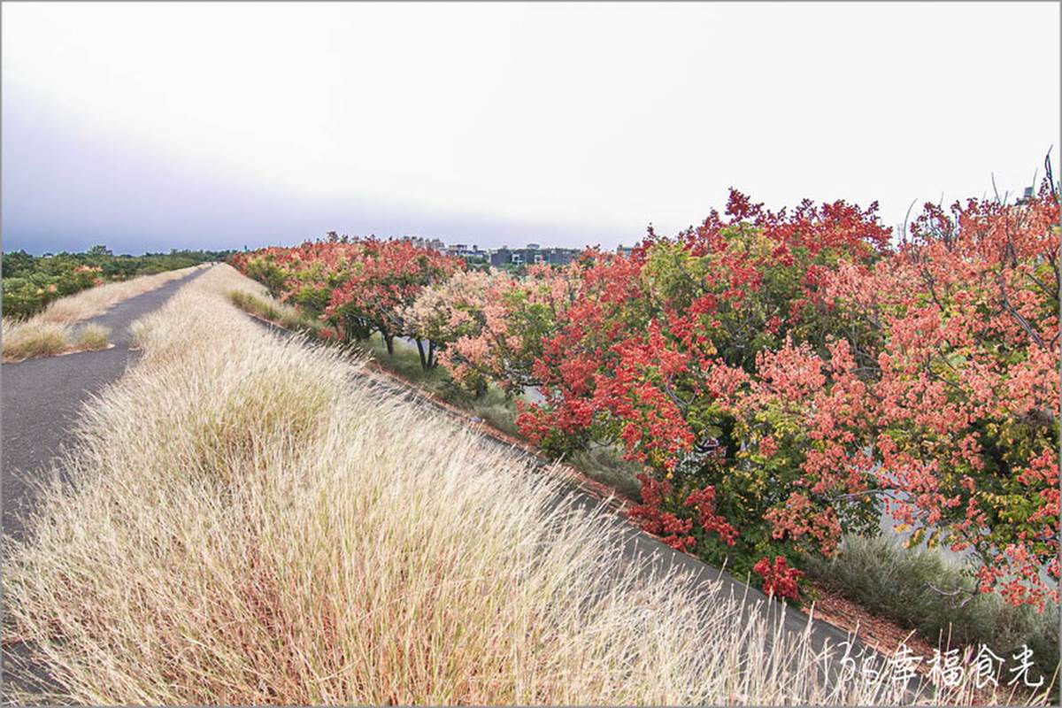秋限定「火紅巨龍」步道在嘉義！６米長鮮紅欒樹＋芒草美翻，10月底前快朝聖