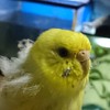 セキセイインコ好きの会