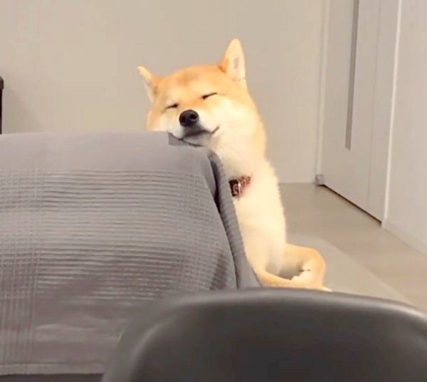 在宅勤務中の飼い主を見守る柴犬 優しさ溢れる姿に反響