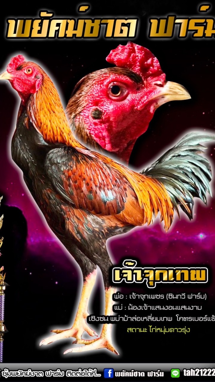 พยัคฆ์ชาต ฟาร์ม