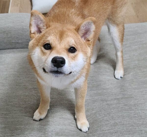 犬の名前ランキング で人気なのは いぬのきもちnews