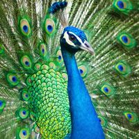 ตลาดซื้อขาย นก และสัตว์ปีกฯ (Bird Market Thailand)