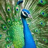 ตลาดซื้อขาย นก และสัตว์ปีกฯ (Bird Market Thailand)