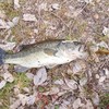 沖縄バス釣り愛好会