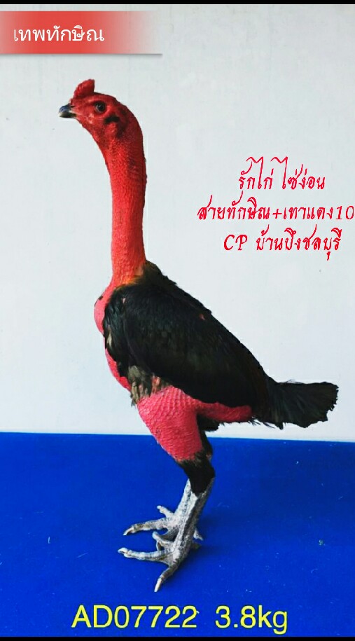 คนรักไก่ ไซ่ง่อน