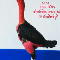 คนรักไก่ ไซ่ง่อน