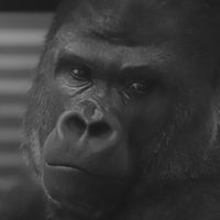 ペニンシュラ。トレード🦍