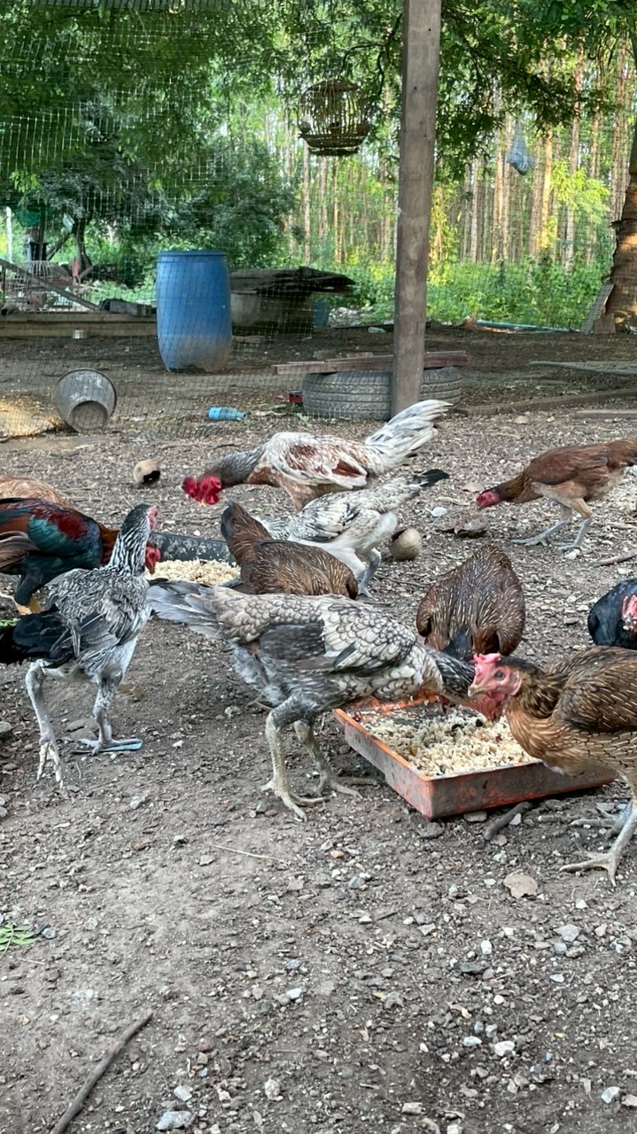 ครูมอสฟาร์มไก่เยียไก่หนุ่มสายพันธุ์ดี🔥