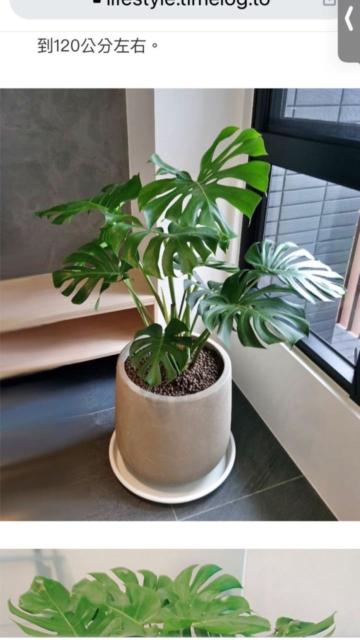 大台北地區品種貓領養買賣交流平台