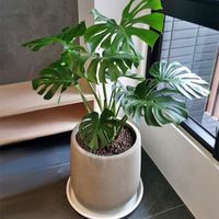 大台北地區品種貓領養買賣交流平台