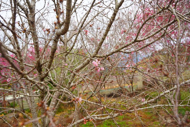 北天直轄院櫻花林