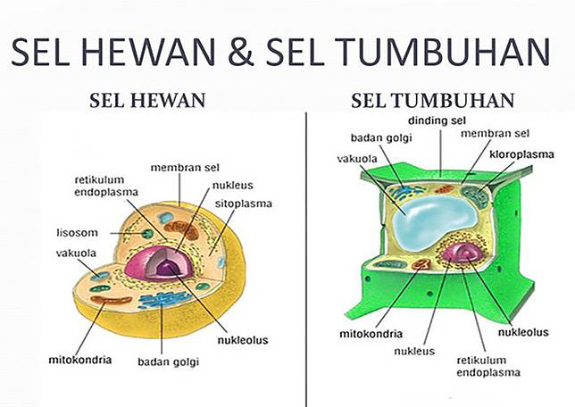 Tempat terjadinya sintesis protein