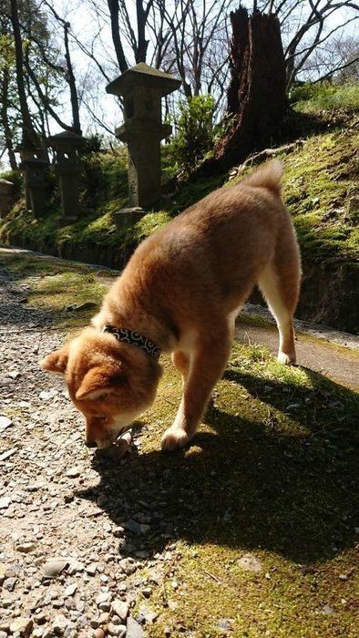 犬の 噛む は意思表示 意外と知らない犬が噛む理由