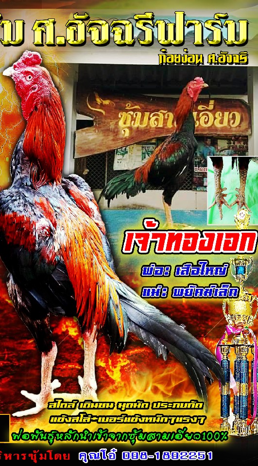 ก๋อยง่อน ศ.อัจฉรีฟาร์ม