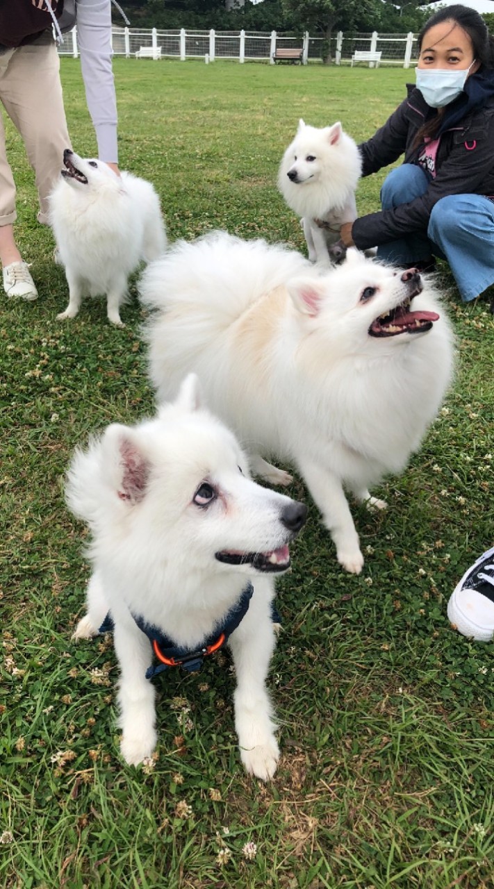 台北狐狸犬放風計畫