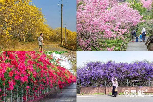 櫻花風鈴木追花追不夠 3月份花海總整理 景點家 Line Today