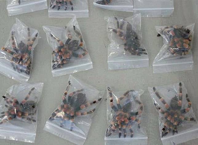 Ini 8 Barang Paling Mengerikan yang Ditemukan Petugas Bandara, Ada Mayat Hingga Bola Mata!