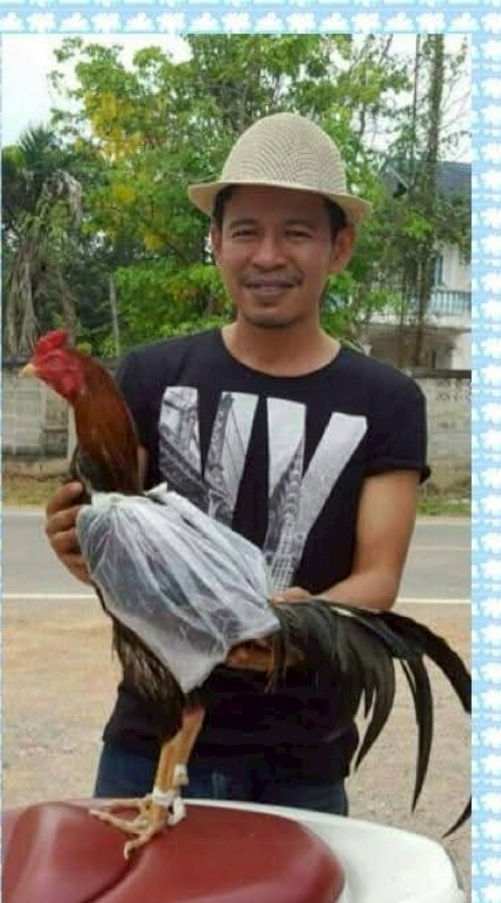 ไก่ชนนำโชค ฟาร์ม