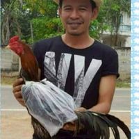 ไก่ชนนำโชค ฟาร์ม