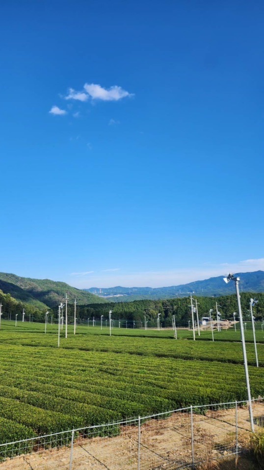 荒木琉似の抹茶を出さないお茶屋さんプロジェクト