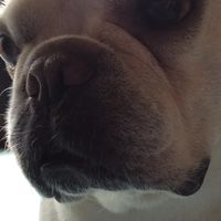 ホルパパ