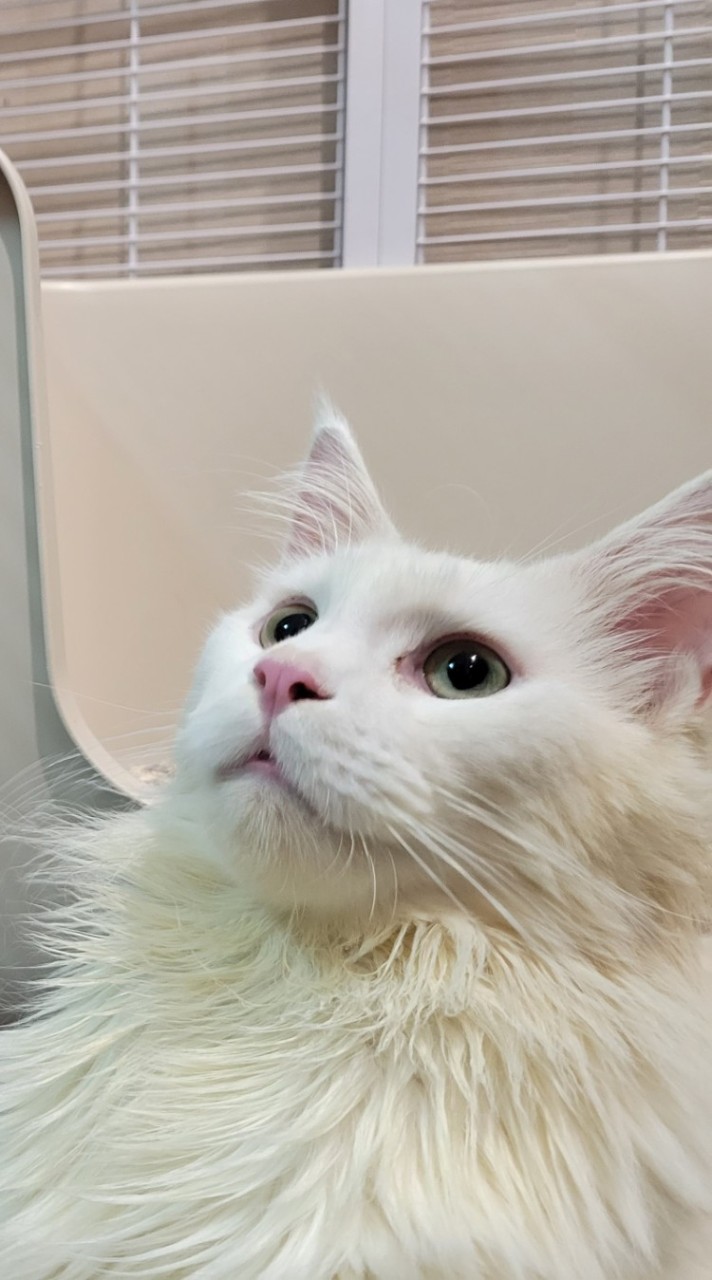 貓想吃😻揪團購