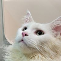 貓想吃😻揪團購