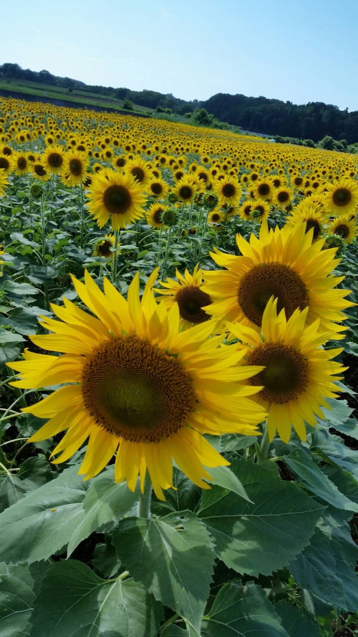 🌻中高年雑談🌻50代、60代仲間と一緒に🎵まったり楽しもう😊