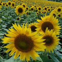 🌻中高年雑談🌻50代、60代仲間と一緒に🎵まったり楽しもう😊