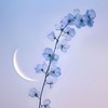 ま た 月 が 昇 る 。【　全也夢也緩也　】