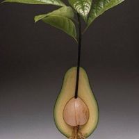 เพาะอะโวคาโด อร่อยเหาะ Avocados