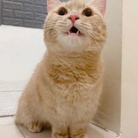 動物(寵物)～聊天
