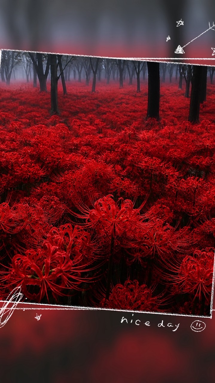 花知曉
