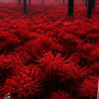 花知曉