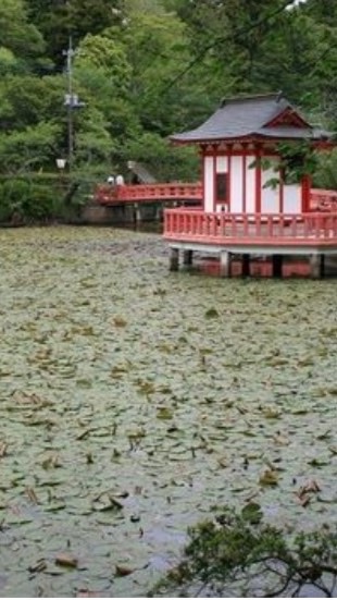 カッパの住む池 🥒