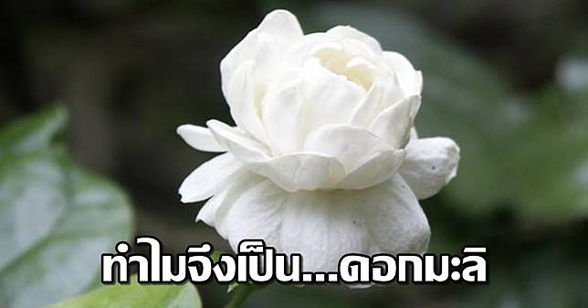 à¸—à¸³à¹„à¸¡ à¸