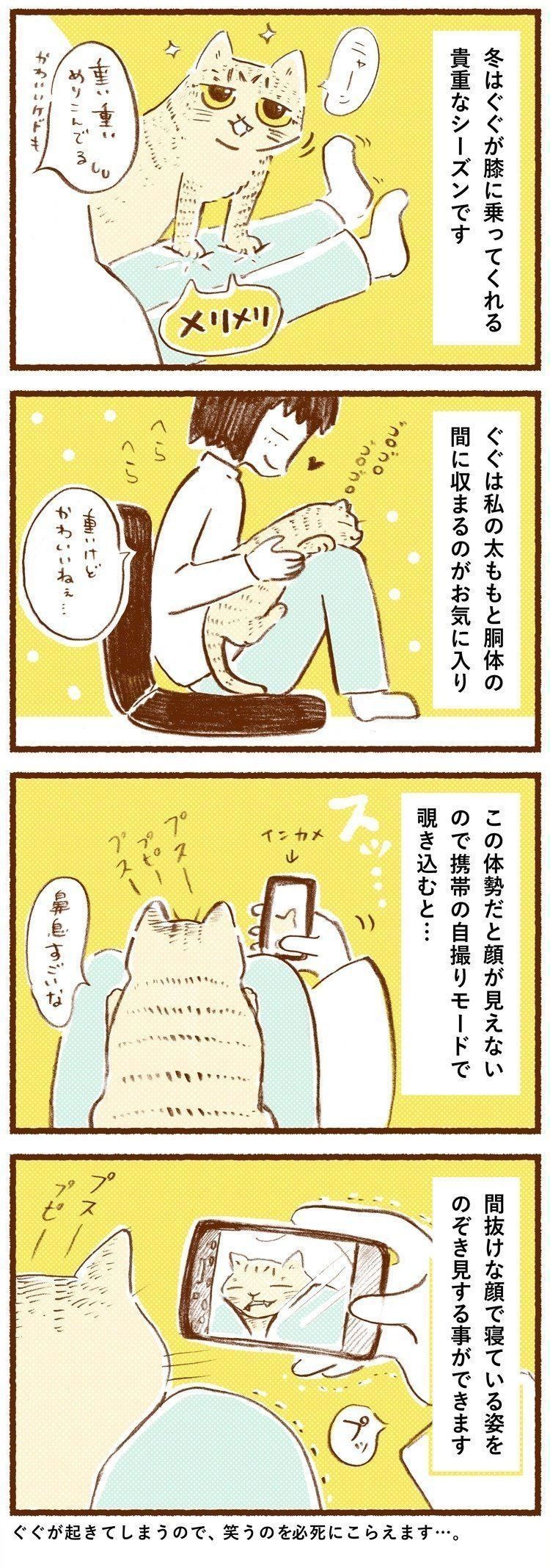どんな顔してるの 膝の上の猫をのぞき見したら