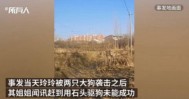 上學走玉米地！9歲女童遭2大惡犬咬死...「脖子幾乎斷了」