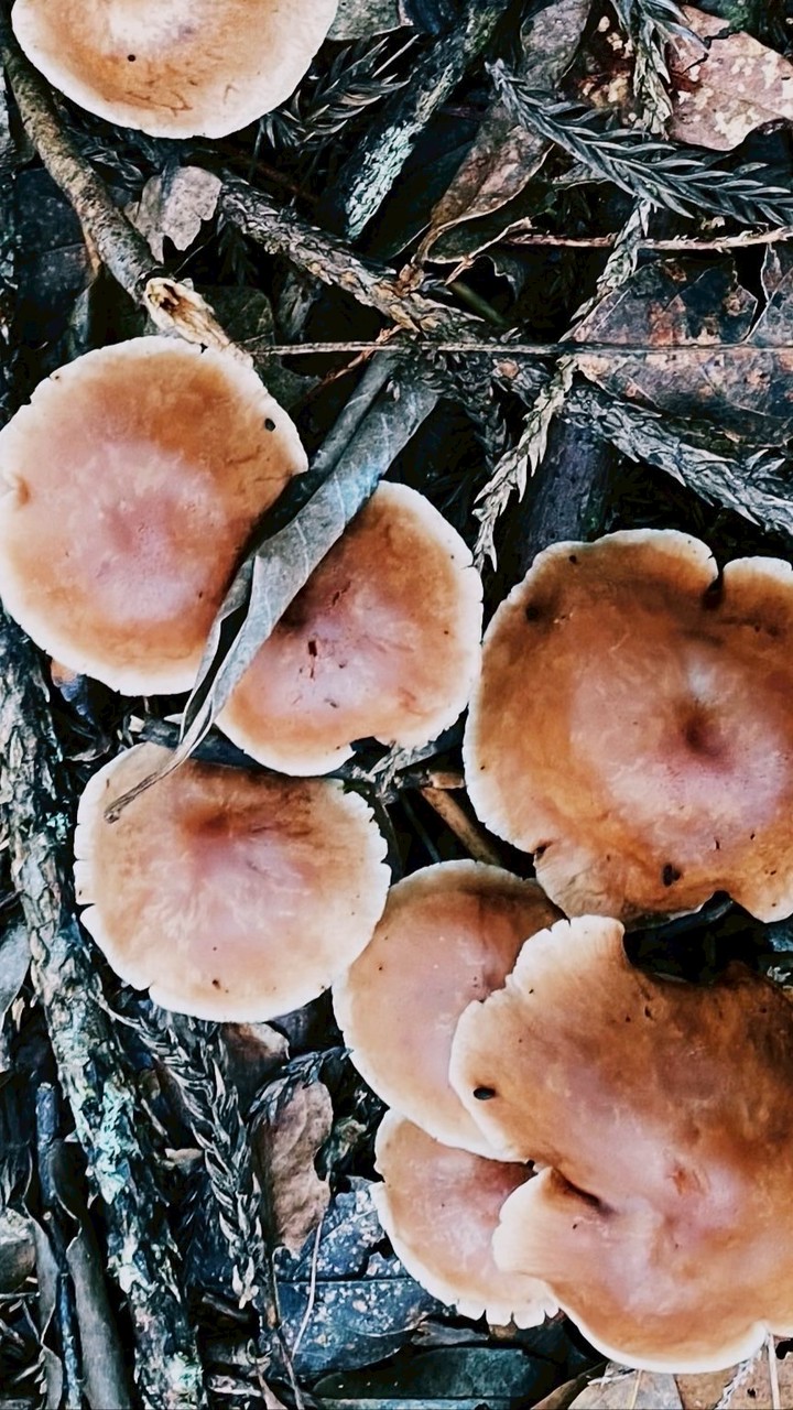 Hiking!肉腳健腳登山趣