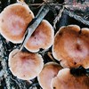 Hiking!肉腳健腳登山趣