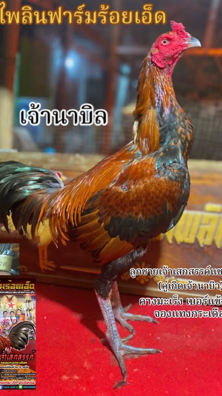 เพชรไพลินฟาร์มร้อยเอ็ดพม่าแข้งคม