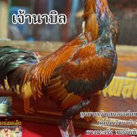 เพชรไพลินฟาร์มร้อยเอ็ดพม่าแข้งคม