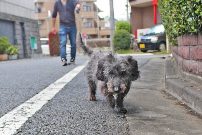 犬の散歩で安易に 伸びるリード を使うと危険が 本当の使い方とは