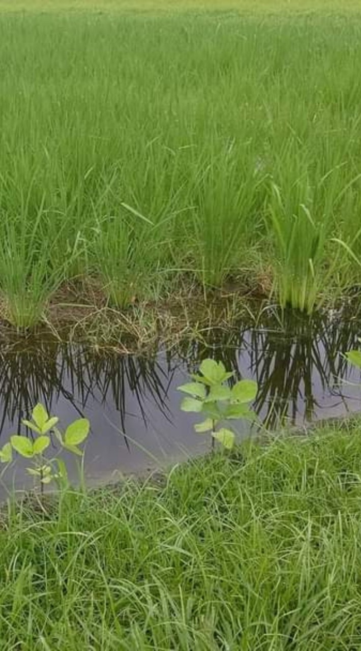 豊かな暮らし🌱熊野うたま